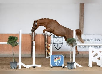 Duitse rijpony, Ruin, 4 Jaar, 146 cm, Donkere-vos