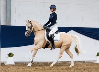 Duitse rijpony, Ruin, 4 Jaar, 146 cm, Palomino