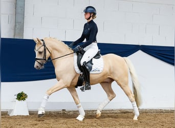 Duitse rijpony, Ruin, 4 Jaar, 146 cm, Palomino
