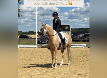 Duitse rijpony, Ruin, 4 Jaar, 146 cm, Palomino
