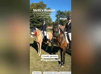 Duitse rijpony, Ruin, 4 Jaar, 146 cm, Palomino