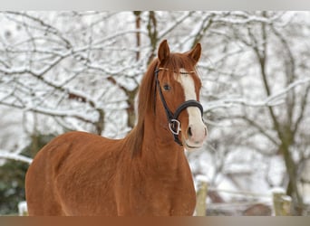 Duitse rijpony, Ruin, 4 Jaar, 146 cm, Red Dun