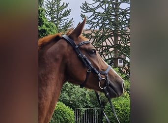 Duitse rijpony, Ruin, 4 Jaar, 146 cm, Vos