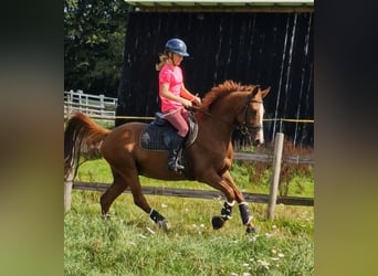 Duitse rijpony, Ruin, 4 Jaar, 146 cm, Vos