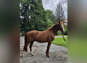 Duitse rijpony, Ruin, 4 Jaar, 146 cm, Vos