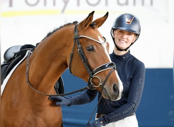 Duitse rijpony, Ruin, 4 Jaar, 146 cm, Vos
