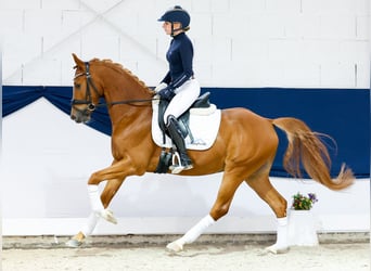 Duitse rijpony, Ruin, 4 Jaar, 146 cm, Vos