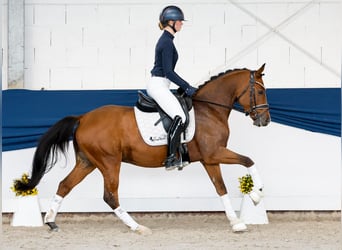 Duitse rijpony, Ruin, 4 Jaar, 146 cm, Vos
