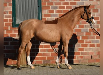 Duitse rijpony, Ruin, 4 Jaar, 146 cm, Vos