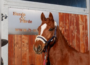 Duitse rijpony, Ruin, 4 Jaar, 146 cm, Vos