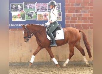 Duitse rijpony, Ruin, 4 Jaar, 146 cm, Vos