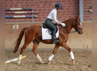 Duitse rijpony, Ruin, 4 Jaar, 146 cm, Vos