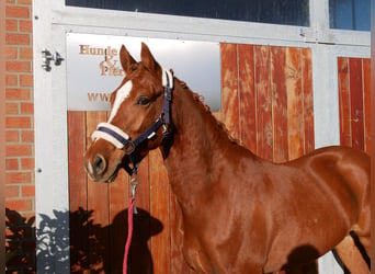 Duitse rijpony, Ruin, 4 Jaar, 146 cm, Vos