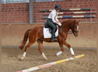 Duitse rijpony, Ruin, 4 Jaar, 146 cm, Vos