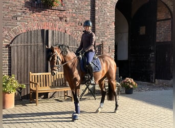 Duitse rijpony, Ruin, 4 Jaar, 147 cm, Bruin