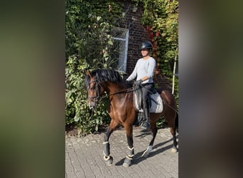 Duitse rijpony, Ruin, 4 Jaar, 147 cm, Bruin