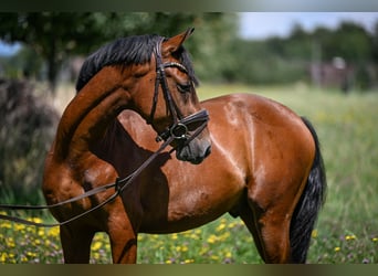 Duitse rijpony, Ruin, 4 Jaar, 147 cm, Bruin