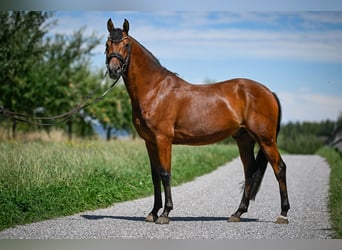 Duitse rijpony, Ruin, 4 Jaar, 147 cm, Bruin