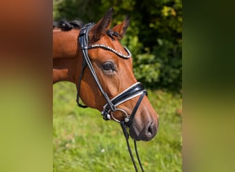 Duitse rijpony, Ruin, 4 Jaar, 147 cm, Bruin