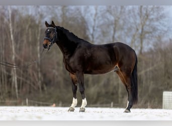 Duitse rijpony, Ruin, 4 Jaar, 147 cm, Donkerbruin