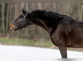 Duitse rijpony, Ruin, 4 Jaar, 147 cm, Donkerbruin