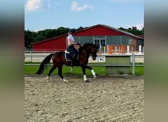 Duitse rijpony, Ruin, 4 Jaar, 147 cm, Donkerbruin