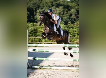 Duitse rijpony, Ruin, 4 Jaar, 147 cm, Donkerbruin