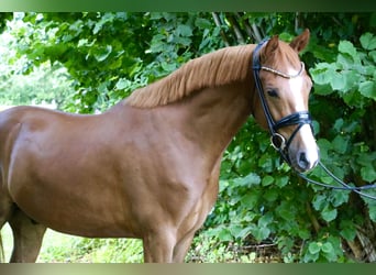 Duitse rijpony, Ruin, 4 Jaar, 147 cm, Donkere-vos