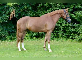 Duitse rijpony, Ruin, 4 Jaar, 147 cm, Donkere-vos