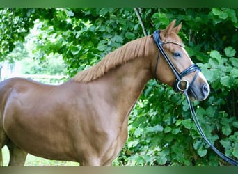 Duitse rijpony, Ruin, 4 Jaar, 147 cm, Donkere-vos