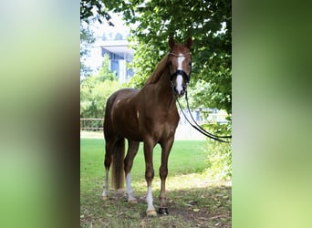 Duitse rijpony, Ruin, 4 Jaar, 147 cm, Donkere-vos