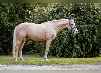 Duitse rijpony, Ruin, 4 Jaar, 147 cm, Palomino