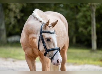 Duitse rijpony, Ruin, 4 Jaar, 147 cm, Palomino