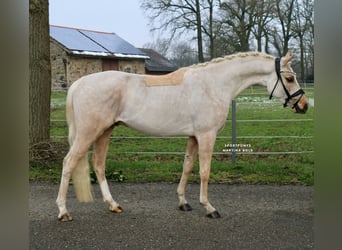 Duitse rijpony, Ruin, 4 Jaar, 147 cm, Palomino