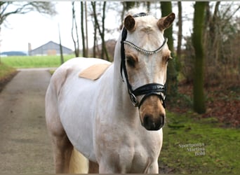 Duitse rijpony, Ruin, 4 Jaar, 147 cm, Palomino