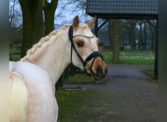 Duitse rijpony, Ruin, 4 Jaar, 147 cm, Palomino