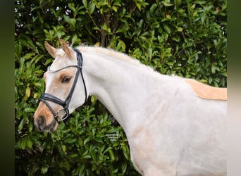 Duitse rijpony, Ruin, 4 Jaar, 147 cm, Palomino