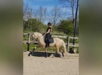 Duitse rijpony, Ruin, 4 Jaar, 147 cm, Palomino