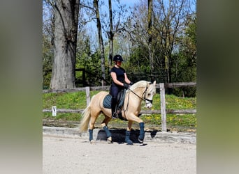 Duitse rijpony, Ruin, 4 Jaar, 147 cm, Palomino