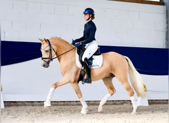 Duitse rijpony, Ruin, 4 Jaar, 147 cm, Palomino