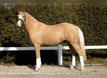 Duitse rijpony, Ruin, 4 Jaar, 147 cm, Palomino