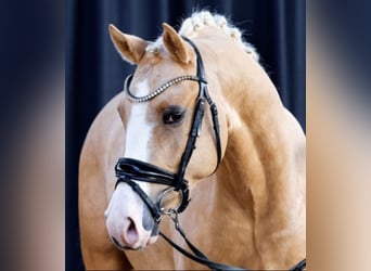 Duitse rijpony, Ruin, 4 Jaar, 147 cm, Palomino