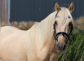 Duitse rijpony, Ruin, 4 Jaar, 147 cm, Palomino