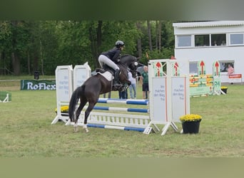Duitse rijpony, Ruin, 4 Jaar, 147 cm, Zwartbruin