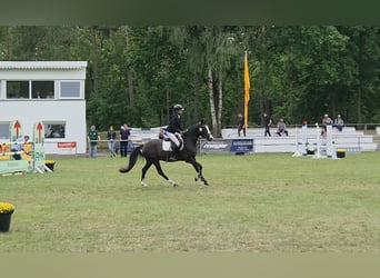 Duitse rijpony, Ruin, 4 Jaar, 147 cm, Zwartbruin