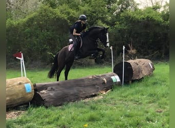Duitse rijpony, Ruin, 4 Jaar, 147 cm, Zwartbruin