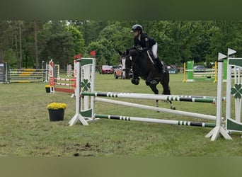 Duitse rijpony, Ruin, 4 Jaar, 147 cm, Zwartbruin