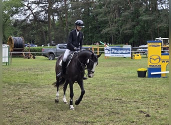 Duitse rijpony, Ruin, 4 Jaar, 147 cm, Zwartbruin