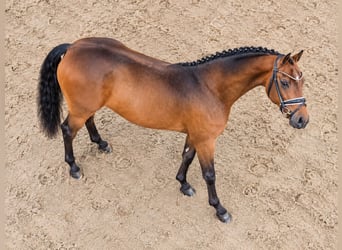Duitse rijpony, Ruin, 4 Jaar, 148 cm, Bruin