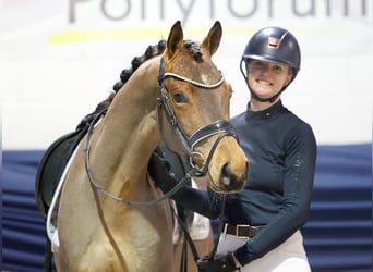 Duitse rijpony, Ruin, 4 Jaar, 148 cm, Bruin